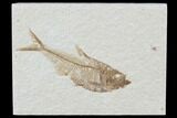 Diplomystus Fossil Fish - Wyoming #93990-1